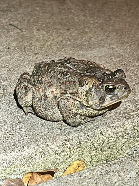 A close-up of a brown toad resting on a sidewalk, surrounded by fallen leaves. The toad has a bumpy, patterned skin with one eye looking at you.
