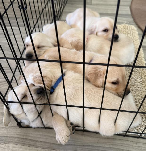 Puppies piled up in the corner of the fenced pen sleeping 
