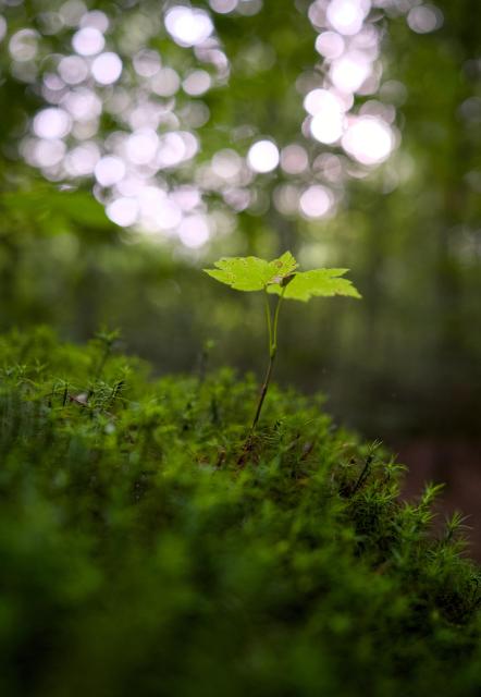 A tree sapling growing from moss in a forest, overcast/soft light.