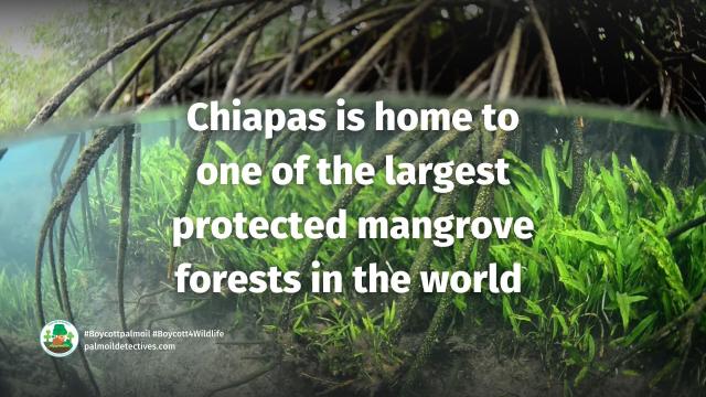 In a protected reserve in #Chiapas #Mexico, government loopholes allow #palmoil #ecocide to continue unchecked. “Sustainable” palm oil is #greenwashing, fight back and #Boycottpalmoil #Boycott4Wildlife in the supermarket via @palmoildetect @Avispa_Midia https://palmoildetectives.com/2024/06/16/palm-oil-greenwashing-poised-to-destroy-protected-biosphere-in-chiapas-mexico/?utm_source=mastodon&utm_medium=Palm+Oil+Detectives&utm_campaign=publer

