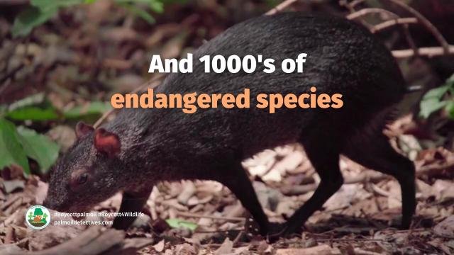 In a protected reserve in #Chiapas #Mexico, government loopholes allow #palmoil #ecocide to continue unchecked. “Sustainable” palm oil is #greenwashing, fight back and #Boycottpalmoil #Boycott4Wildlife in the supermarket via @palmoildetect @Avispa_Midia https://palmoildetectives.com/2024/06/16/palm-oil-greenwashing-poised-to-destroy-protected-biosphere-in-chiapas-mexico/?utm_source=mastodon&utm_medium=Palm+Oil+Detectives&utm_campaign=publer

