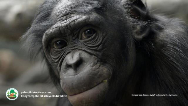 #Bonobos are the 'make love not war' #ape 🩷🦍 One #study found #bonobo mothers who meddle in their son's sex lives help them father children. Protect these precious intelligent beings #BoycottPalmOil 🌴🪔🙊⛔️ #Boycott4Wildlife  @palmoildetect.bsky.social  https://palmoildetectives.com/2022/03/27/bonobo-mothers-meddle-in-their-sons-sex-lives-making-them-three-times-more-likely-to-father-children/?utm_source=mastodon&utm_medium=Palm+Oil+Detectives&utm_campaign=publer  