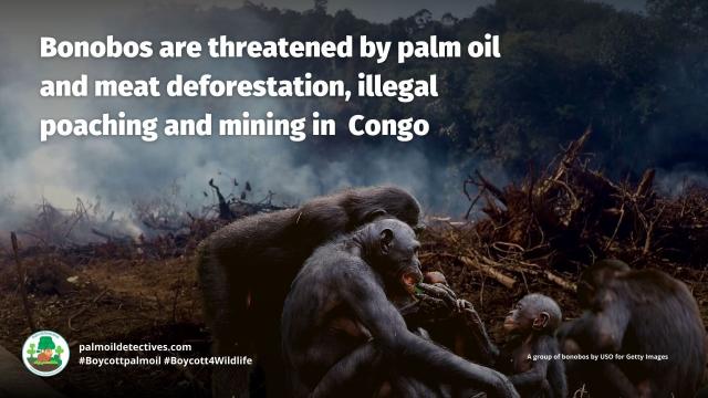 #Bonobos are the 'make love not war' #ape 🩷🦍 One #study found #bonobo mothers who meddle in their son's sex lives help them father children. Protect these precious intelligent beings #BoycottPalmOil 🌴🪔🙊⛔️ #Boycott4Wildlife  @palmoildetect.bsky.social  https://palmoildetectives.com/2022/03/27/bonobo-mothers-meddle-in-their-sons-sex-lives-making-them-three-times-more-likely-to-father-children/?utm_source=mastodon&utm_medium=Palm+Oil+Detectives&utm_campaign=publer  