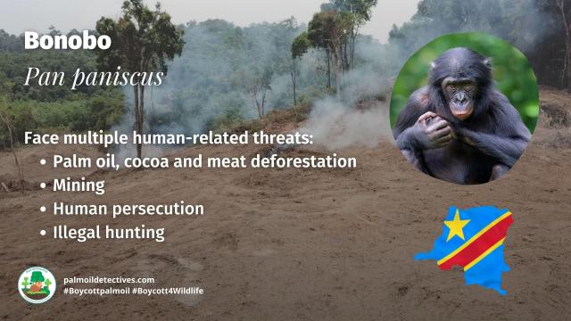 #Bonobos are the 'make love not war' #ape 🩷🦍 One #study found #bonobo mothers who meddle in their son's sex lives help them father children. Protect these precious intelligent beings #BoycottPalmOil 🌴🪔🙊⛔️ #Boycott4Wildlife  @palmoildetect.bsky.social  https://palmoildetectives.com/2022/03/27/bonobo-mothers-meddle-in-their-sons-sex-lives-making-them-three-times-more-likely-to-father-children/?utm_source=mastodon&utm_medium=Palm+Oil+Detectives&utm_campaign=publer  