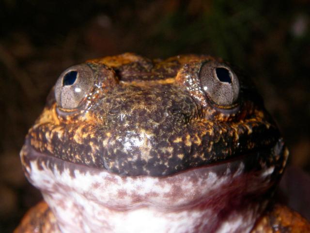 #Researchers have identified a species of #frog Limnonectes phyllofolia completely new to #science. The tiny #Indonesian #amphibians have unusual fangs in their jaws thought to be used to defend territory #Boycottpalmoil #Boycott4Wildlife @palmoildetect https://palmoildetectives.com/2024/07/28/the-worlds-smallest-fanged-frog-found-in-indonesia/?utm_source=mastodon&utm_medium=Palm+Oil+Detectives&utm_campaign=publer 