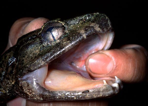 #Researchers have identified a species of #frog Limnonectes phyllofolia completely new to #science. The tiny #Indonesian #amphibians have unusual fangs in their jaws thought to be used to defend territory #Boycottpalmoil #Boycott4Wildlife @palmoildetect https://palmoildetectives.com/2024/07/28/the-worlds-smallest-fanged-frog-found-in-indonesia/?utm_source=mastodon&utm_medium=Palm+Oil+Detectives&utm_campaign=publer 