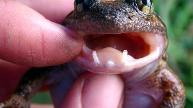 #Researchers have identified a species of #frog Limnonectes phyllofolia completely new to #science. The tiny #Indonesian #amphibians have unusual fangs in their jaws thought to be used to defend territory #Boycottpalmoil #Boycott4Wildlife @palmoildetect https://palmoildetectives.com/2024/07/28/the-worlds-smallest-fanged-frog-found-in-indonesia/?utm_source=mastodon&utm_medium=Palm+Oil+Detectives&utm_campaign=publer 