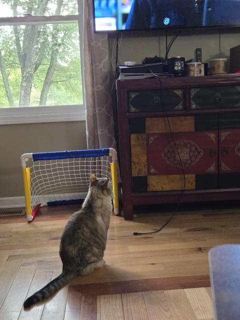 Roe sitting on the hardwood floor looking up at the TV. Her ears are alert. 