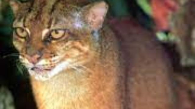 #Wildcat #carnivores 🐯🐅💛 in #Borneo 🇮🇩🇲🇾 may adjust their schedules to avoid each other as they compete for ever more scarce food 😿 Help them survive and #Boycottpalmoil 🌴🪔🔥🤮☠️🧐🙊⛔️ #Boycott4Wildlife every time you shop! @palmoildetect.bsky.social  https://palmoildetectives.com/2024/08/25/research-wild-cat-carnivores-in-borneo-may-adjust-their-schedules-to-avoid-each-other/?utm_source=mastodon&utm_medium=Palm+Oil+Detectives&utm_campaign=publer  