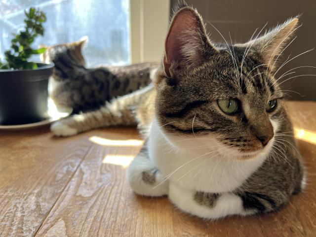 Tabby siblings, sitting in a sunbeam on a kitchen table