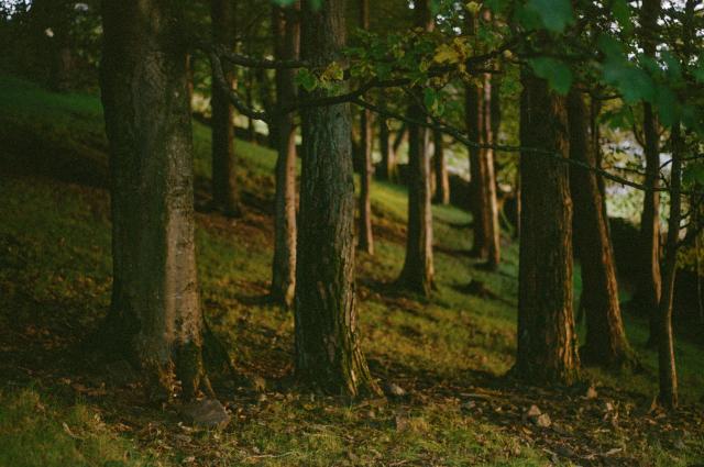 A number of trees on an incline, mostly dark, illuminated thinly by the last golden rays of sunlight.