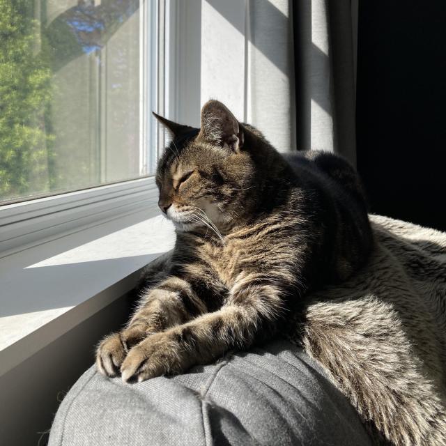 Tabby cat lounging on the back of a grey sofa next to a window in the sun. He's partially laying on a taupe faux fur throw. An evergreen tree and bits of blue sky are visible outside the window. He's looking away from the camera, nearly in profile, with his eyes half closed.