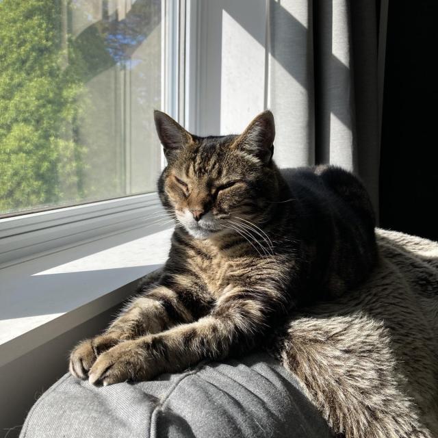 Tabby cat lounging on the back of a grey sofa next to a window in the sun. He's partially laying on a taupe faux fur throw. An evergreen tree and bits of blue sky are visible outside the window. He's almost looking at the camera with his eyes half closed.