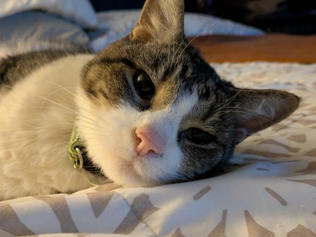 Portrait photo of grey and white tabby cat.  He is laying on his side on the bed and looking at the camera.