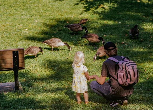 A father squats next to his young daughter to watch a dozen geese feeding very close to them.