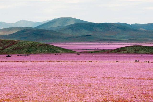 Beautiful sea of pink in amongst some verdant hills