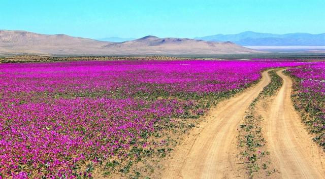 Electric pink stretches into the distance around a desert track. Mountainous background. 