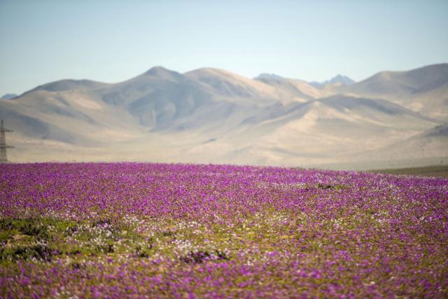 Looks like a Swiss scene - wildflowers stretch out in front of a mountainous range. 