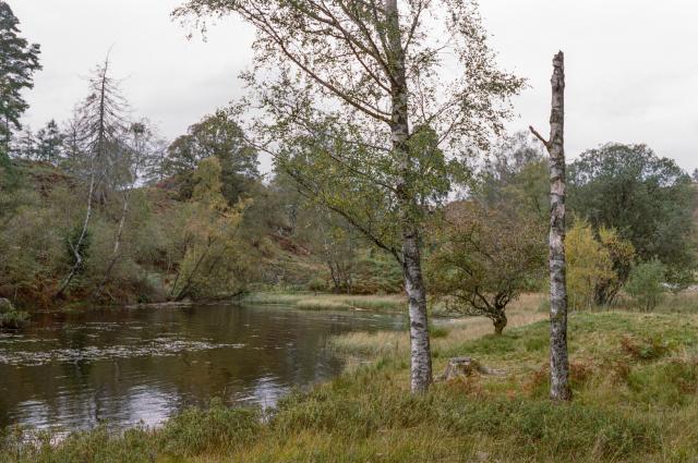 Two birch trees in front of a body of water, which is itself surrounded by other trees, green grass, and is covered in water lillies. The sky is overcast.