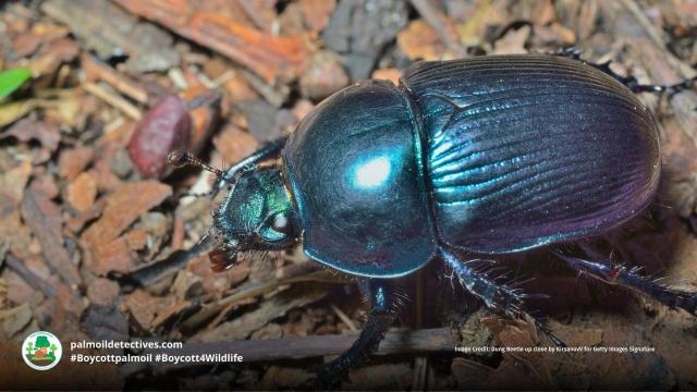 Dung #beetles 🪲🦗🐛 are unsung heroes of ecosystems. If both drought and fire kill off dung beetles, then the Amazon #rainforest is in serious trouble. Help them to survive by going #vegan and #Boycottpalmoil 🌴🪔☠️🤮⛔️ #Boycott4Wildlife @palmoildetect https://wp.me/pcFhgU-4IZ?utm_source=mastodon&utm_medium=Palm+Oil+Detectives&utm_campaign=publer

