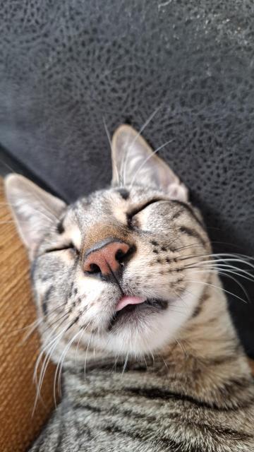 seto lying with his lil tongue poking out fast asleep