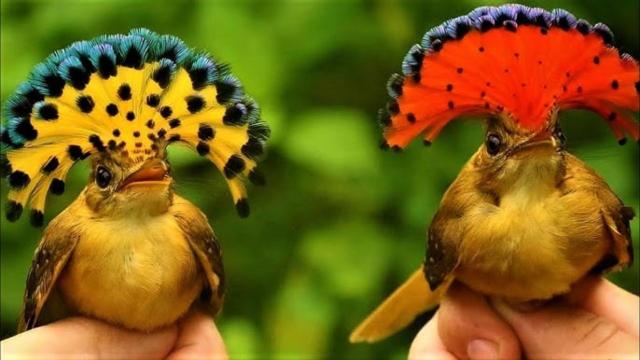 A flurry of vibrant feathers announces the #Amazon Flycatcher 🪶🦜🪹🪺 - one of S.America's most spectacular #birds and a key seed disperser. Help them survive! #BoycottPalmOil #BoycottGold #Boycott4Wildlife @palmoildetect.bsky.social  https://palmoildetectives.com/2021/11/17/the-amazonian-royal-flycatcher-a-flurry-of-feathers/?utm_source=mastodon&utm_medium=Palm+Oil+Detectives&utm_campaign=publer  