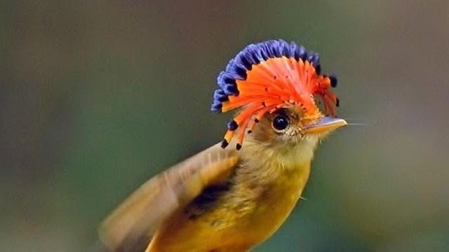 A flurry of vibrant feathers announces the #Amazon Flycatcher 🪶🦜🪹🪺 - one of S.America's most spectacular #birds and a key seed disperser. Help them survive! #BoycottPalmOil #BoycottGold #Boycott4Wildlife @palmoildetect.bsky.social  https://palmoildetectives.com/2021/11/17/the-amazonian-royal-flycatcher-a-flurry-of-feathers/?utm_source=mastodon&utm_medium=Palm+Oil+Detectives&utm_campaign=publer  