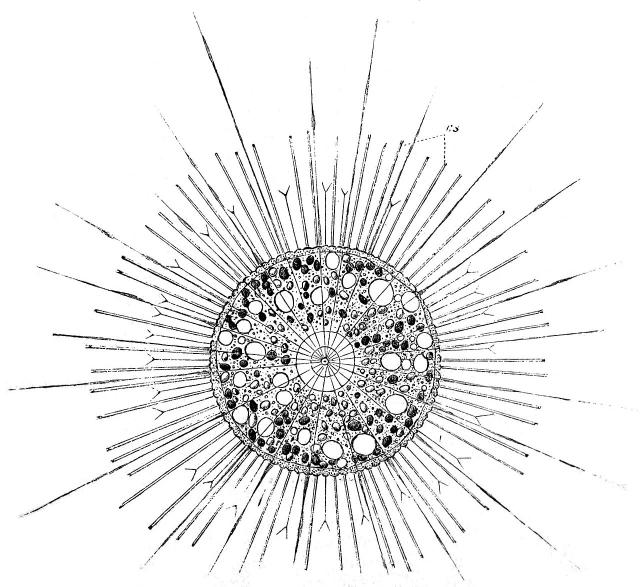 image/jpeg a black and white diagram of a spherical cell with many radiating spines. The interior of the cell has many dark or white inclusions. Source unknown. 1888. Public Domain.
https://commons.wikimedia.org/wiki/File:Ott%C5%AFv_slovn%C3%ADk_nau%C4%8Dn%C3%BD_-_obr%C3%A1zek_%C4%8D._035_wb.jpg#mw-jump-to-license