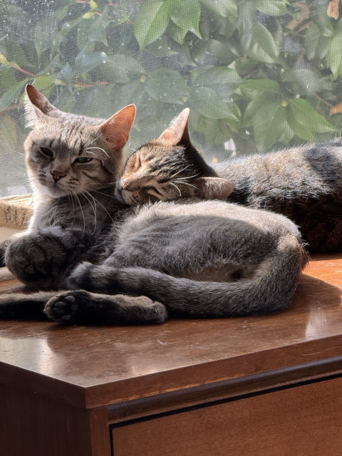 two brownish cats cuddling on a table in the sunshine