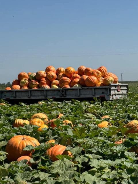 A field full of pumpkins that were harvested by Farm workers
