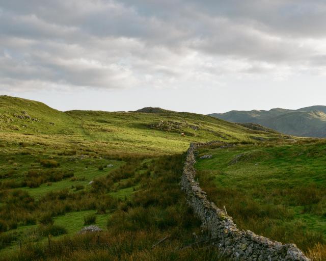 A green landscape with a dry-stone wall leading into the distance. A few cows are grazing in the distance.