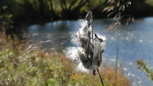 A single stem of common milkweed with a cluster of pods at the top.  The pods are dry and are breaking open.  The seeds with their white silky parachutes are ready to fly with the wind (that was blowing from right to left).  

In the background is a small farm pond with sunlight reflecting off the wind-ruffled surface.  