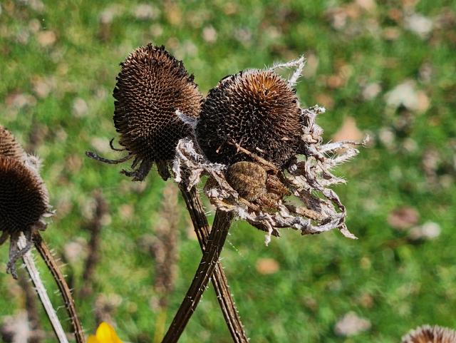 Brown spider bunched up on the bottom of a dry flower.