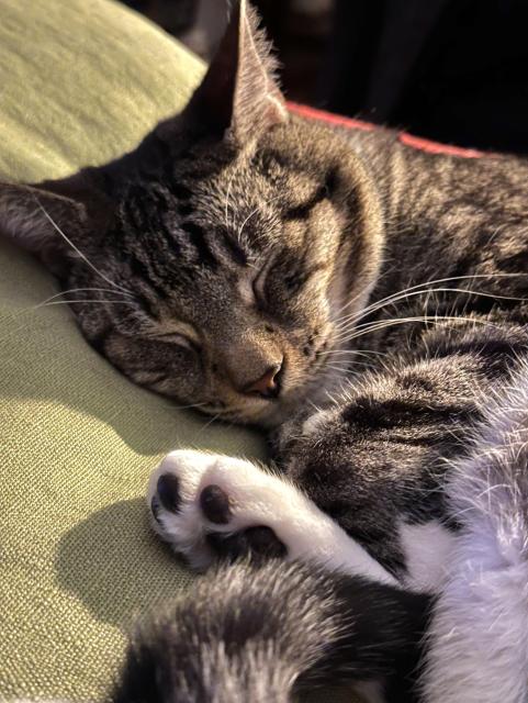 a photo of my tabby cat Toby, asleep on a green cushion, with his feet curled up so that you can see his cute little toe beans. 