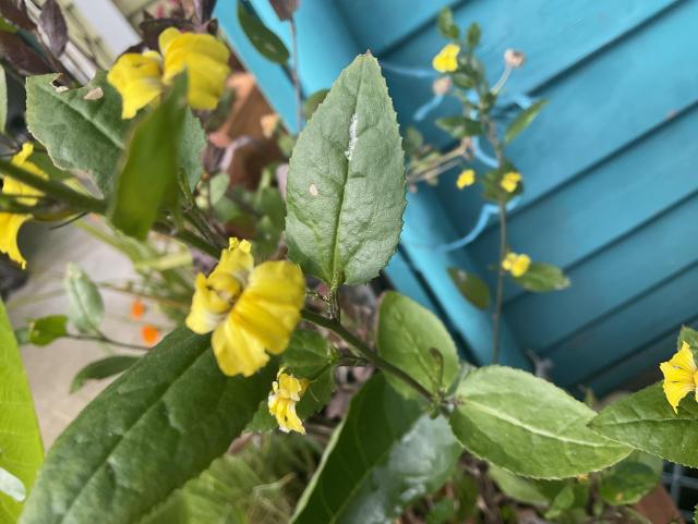 Yellow flowers and green leaves 