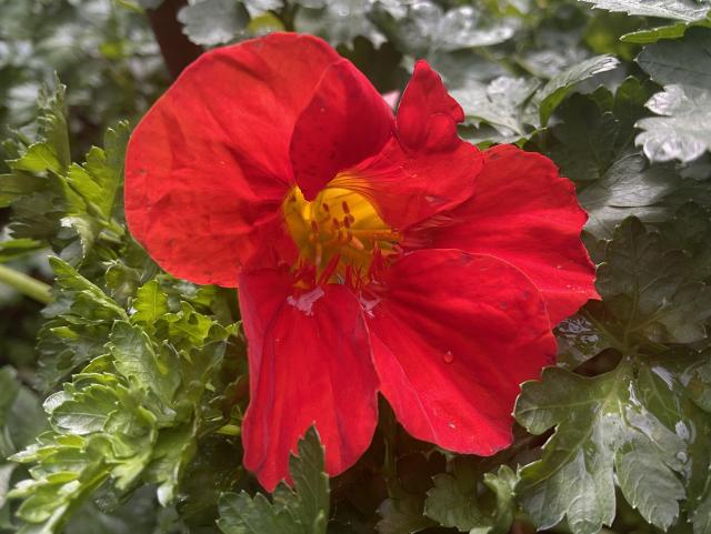 Red petals yellow centre and orange stamens of nasturtium plant creeper growing towards light from amongst “broad leaf” green parsley plant.