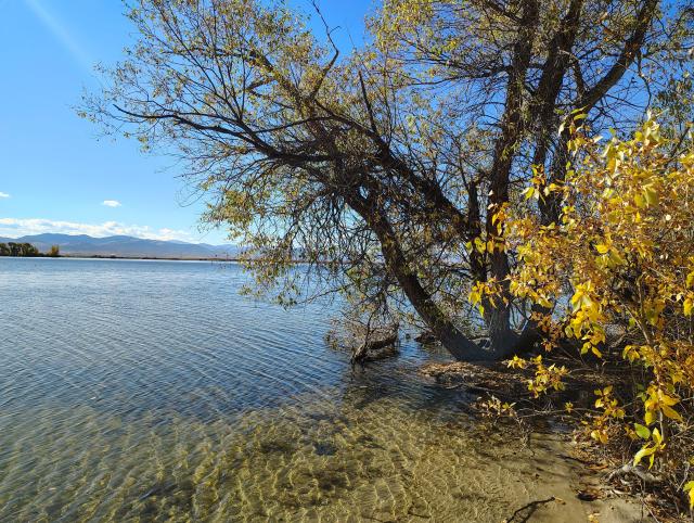 Lake with gentle ripples moving left to right, framed by gnarled trees leaning and yellowing on the right and distant blue mountains on the left. The silty lake bottom is visible through the water in the foreground. The colors are all variations of blue and gold.