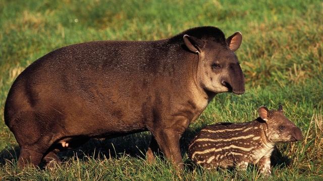 The lowland #Tapir of the Atlantic Forest is a seed dispersing behemoth weighing up to 250kg 😻🌳🌿🌱 Major threats #roads #meat and #palmoil #deforestation. Fight for their survival Be #vegan 🥦 #BoycottPalmOil 🌴🔥🧐⛔️ #Boycott4Wildlife @palmoildetect https://palmoildetectives.com/2022/01/20/in-the-atlantic-forest-the-lowland-tapir-is-at-risk-of-extinction/?utm_source=mastodon&utm_medium=Palm+Oil+Detectives&utm_campaign=publer 