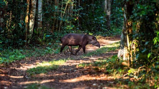 The lowland #Tapir of the Atlantic Forest is a seed dispersing behemoth weighing up to 250kg 😻🌳🌿🌱 Major threats #roads #meat and #palmoil #deforestation. Fight for their survival Be #vegan 🥦 #BoycottPalmOil 🌴🔥🧐⛔️ #Boycott4Wildlife @palmoildetect https://palmoildetectives.com/2022/01/20/in-the-atlantic-forest-the-lowland-tapir-is-at-risk-of-extinction/?utm_source=mastodon&utm_medium=Palm+Oil+Detectives&utm_campaign=publer 