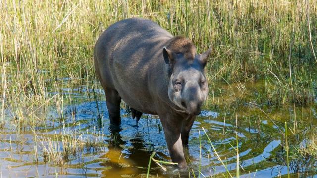 The lowland #Tapir of the Atlantic Forest is a seed dispersing behemoth weighing up to 250kg 😻🌳🌿🌱 Major threats #roads #meat and #palmoil #deforestation. Fight for their survival Be #vegan 🥦 #BoycottPalmOil 🌴🔥🧐⛔️ #Boycott4Wildlife @palmoildetect https://palmoildetectives.com/2022/01/20/in-the-atlantic-forest-the-lowland-tapir-is-at-risk-of-extinction/?utm_source=mastodon&utm_medium=Palm+Oil+Detectives&utm_campaign=publer 