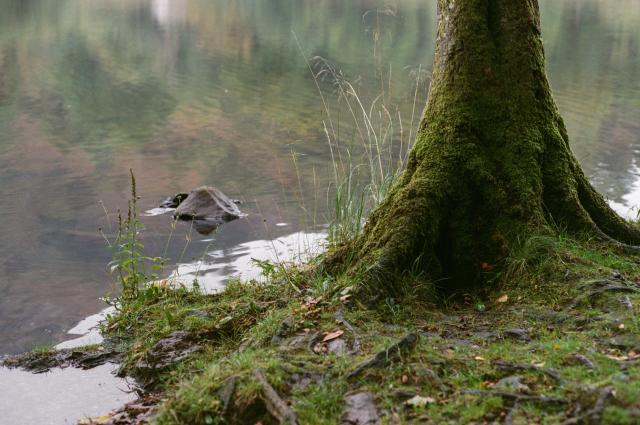 A body of water reflecting green and auburn woods. In front of it, grass and moss covered ground, and a tree covered in a thick layer of moss.