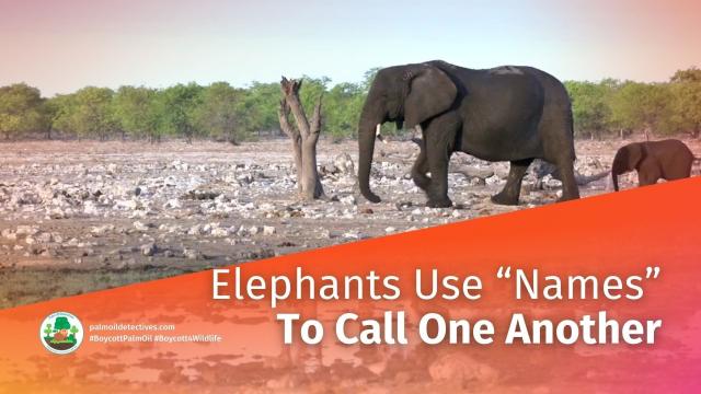 🐘✨ Elephants know each other by name! Exciting new #research reveals African savannah #elephants use unique name-like calls to communicate, showcasing their incredible intelligence, deep social bonds. #Boycottpalmoil #Boycott4Wildlife 🌍💚  @palmoildetect.bsky.social  https://wp.me/pcFhgU-8we?utm_source=mastodon&utm_medium=Palm+Oil+Detectives&utm_campaign=publer  