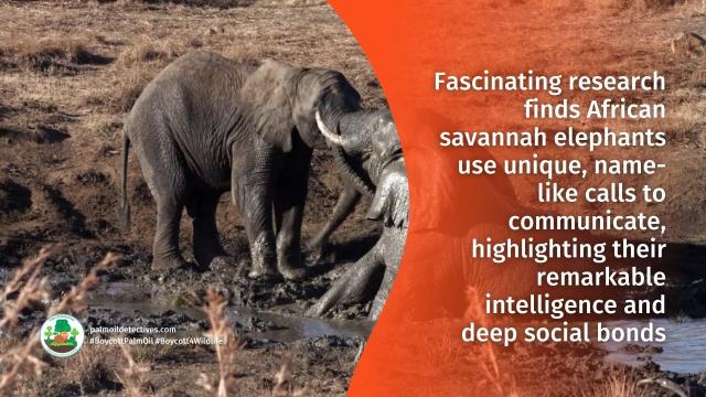 🐘✨ Elephants know each other by name! Exciting new #research reveals African savannah #elephants use unique name-like calls to communicate, showcasing their incredible intelligence, deep social bonds. #Boycottpalmoil #Boycott4Wildlife 🌍💚  @palmoildetect.bsky.social  https://wp.me/pcFhgU-8we?utm_source=mastodon&utm_medium=Palm+Oil+Detectives&utm_campaign=publer  