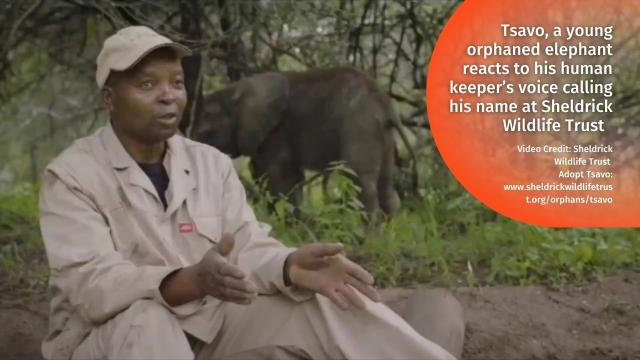 🐘✨ Elephants know each other by name! Exciting new #research reveals African savannah #elephants use unique name-like calls to communicate, showcasing their incredible intelligence, deep social bonds. #Boycottpalmoil #Boycott4Wildlife 🌍💚  @palmoildetect.bsky.social  https://wp.me/pcFhgU-8we?utm_source=mastodon&utm_medium=Palm+Oil+Detectives&utm_campaign=publer  