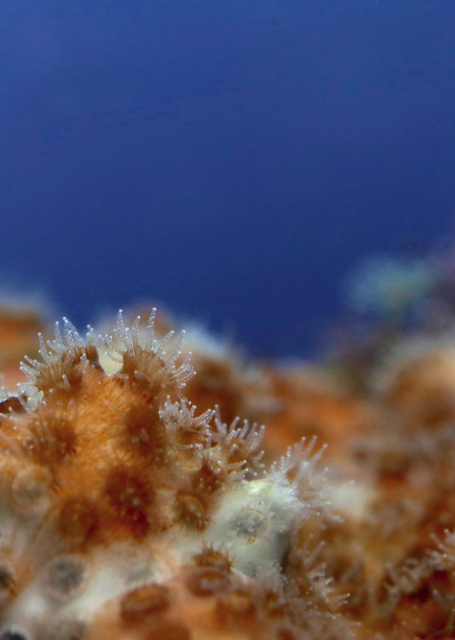 Picture of an Oculina patagonica colony. Some of the individual polyps in the colony have a brown-yellow colour, indicating that they harbour symbiotic algae. Others are completely white and lack algae.