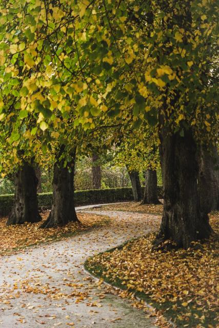 A winding pathway is lined with trees displaying autumn colours. Fallen leaves cover the ground, and the path winds gently through the landscape, bordered by greenery on one side.