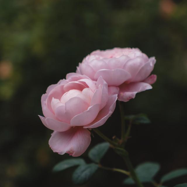 Two soft pink roses with delicate petals and green leaves, set against a blurred dark green background.