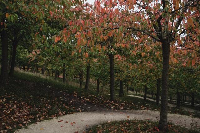 A winding pathway surrounded by cherry trees displaying autumn foliage, featuring green leaves with hints of red and orange. Fallen leaves cover the ground.