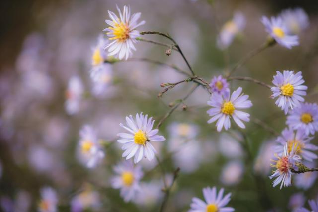 A close-up of delicate purple aster flowers with yellow centres, surrounded by a soft, blurred background of more flowers. 