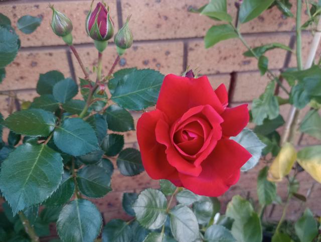 A red rose blooming on the rosebush